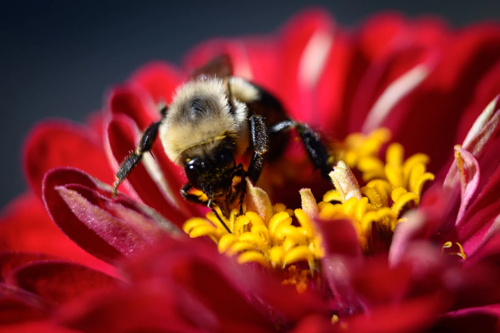 The Busy Bee