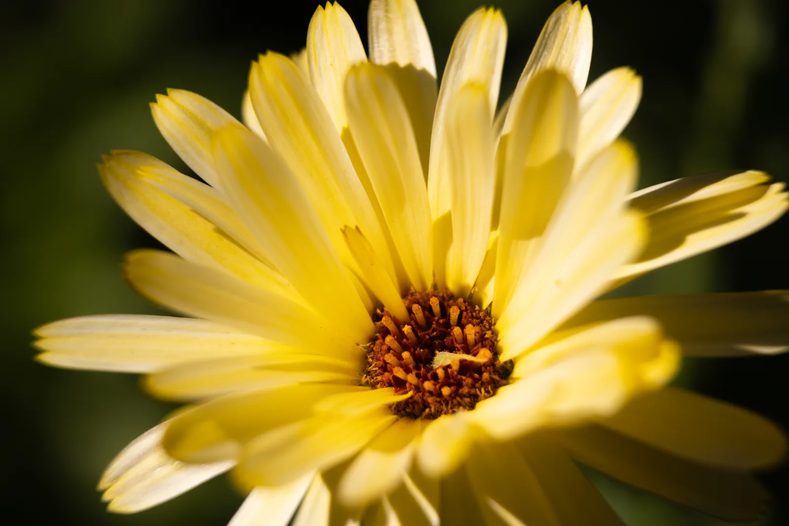 Celebrating the Common: Why Marigolds Deserve Your Attention preview